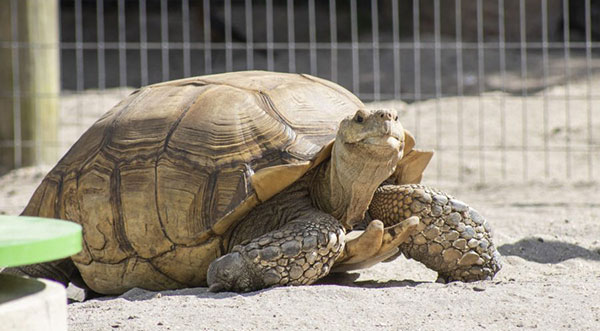 Brevard Zoo euthanizes 36-year-old African spurred tortoise after attempting to remove large bladder stone