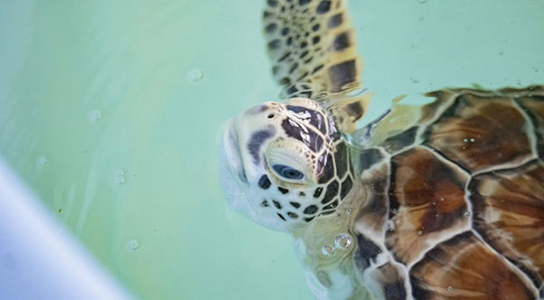 Brevard Zoo presents Button, a green sea turtle rescued from probable boating accident