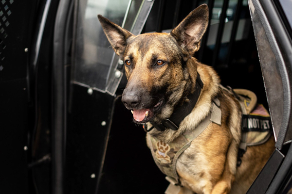 Cocoa Police K-9 Maverick helps search for methamphetamine and fentanyl during a traffic stop