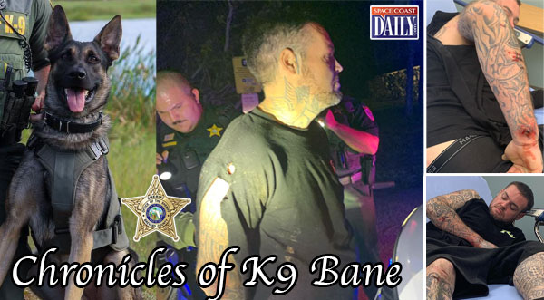 Brevard Sheriff’s Office K-9 Helps Take Down Suspect, Chronicled by K-9 Bane Himself