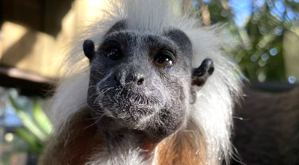 Brevard Zoo Announces Passing of ‘Cricket’ the Cotton-Top Tamarin Patriarch – Space Coast Daily