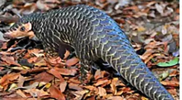 U.S. Fish and Wildlife Service Proposes Endangered Species Act Protection for Pangolins