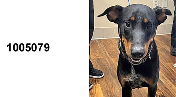 LOST PET ALERT: Miniature Pinscher Found Near Adamson Road in Cocoa, Now at Brevard Sheriff’s Animal Care Center