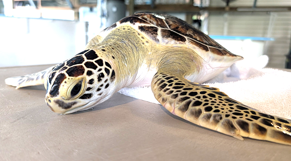 Brevard Zoo to Release Bugs the Juvenile Green Sea Turtle Following Intensive Five-Month Rehabilitation