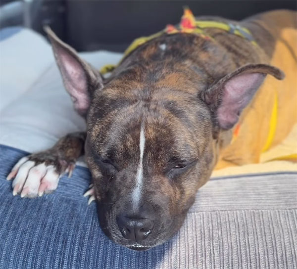 WATCH: ‘Angel’ Nears 1 Year at the Brevard County Animal Care Center, Ready for Her “Furever” Home