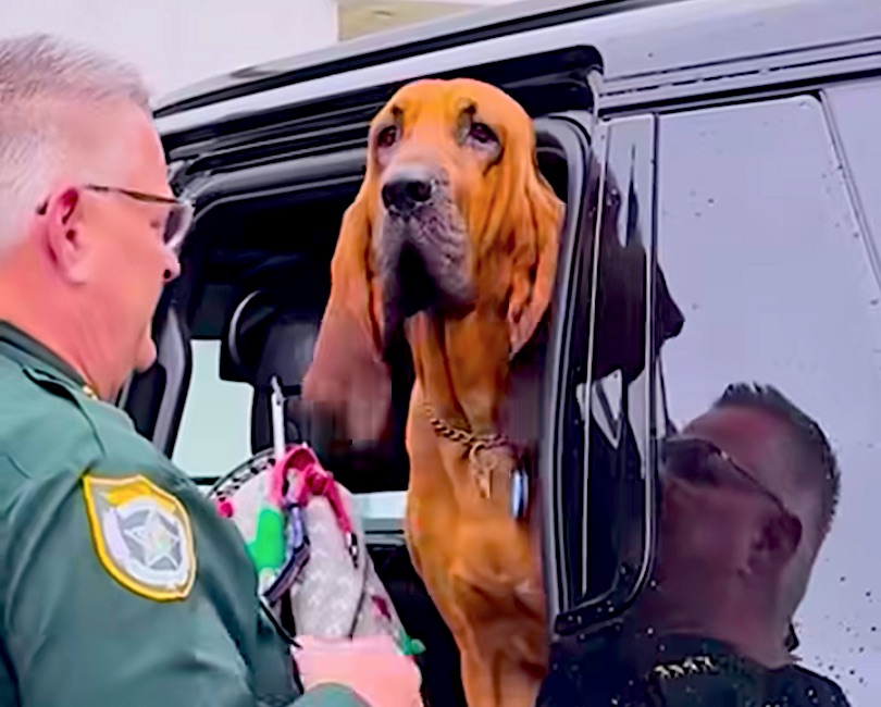 WATCH: Drama King Brevard Sheriff K9 Saint Survives the Vet (Barely) and Has a Message for Pet Parents