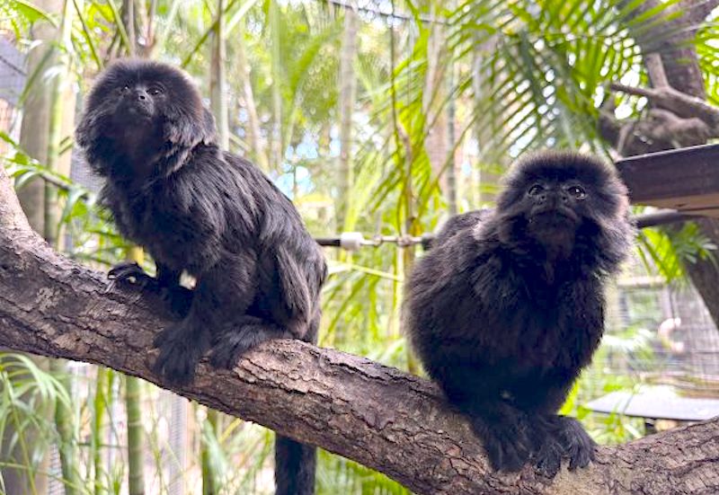 Brevard Zoo Welcomes Rare Father-Son Goeldi Monkey Duo to Rainforest Revealed Exhibit
