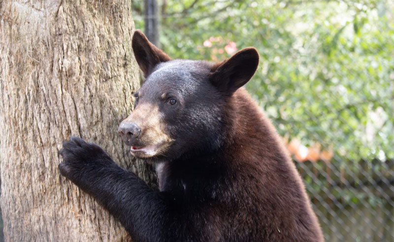Orphaned Florida Black Bear Cub Rickie is Now Happy Permanent Resident of Brevard Zoo