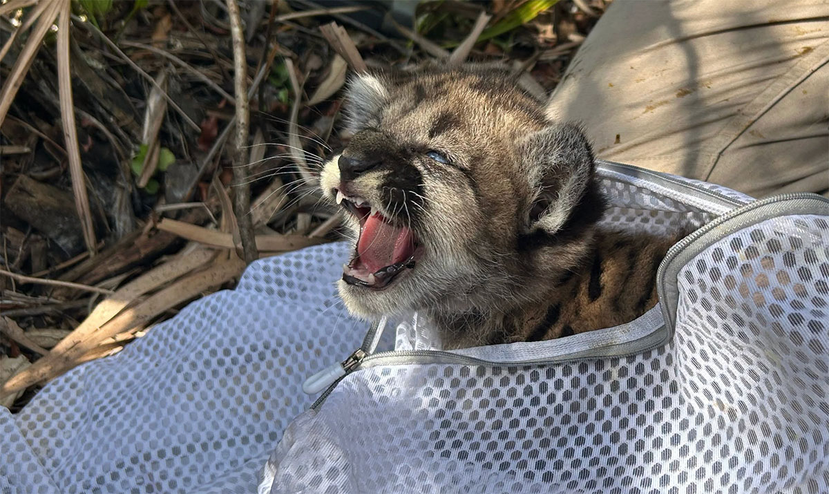 Orphaned Florida Panther Kitten Rescued After Mother Fails to Return to Den