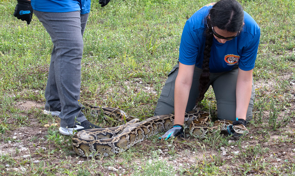 2026 Florida Python Challenge Set to Open July 10 Across Florida ...