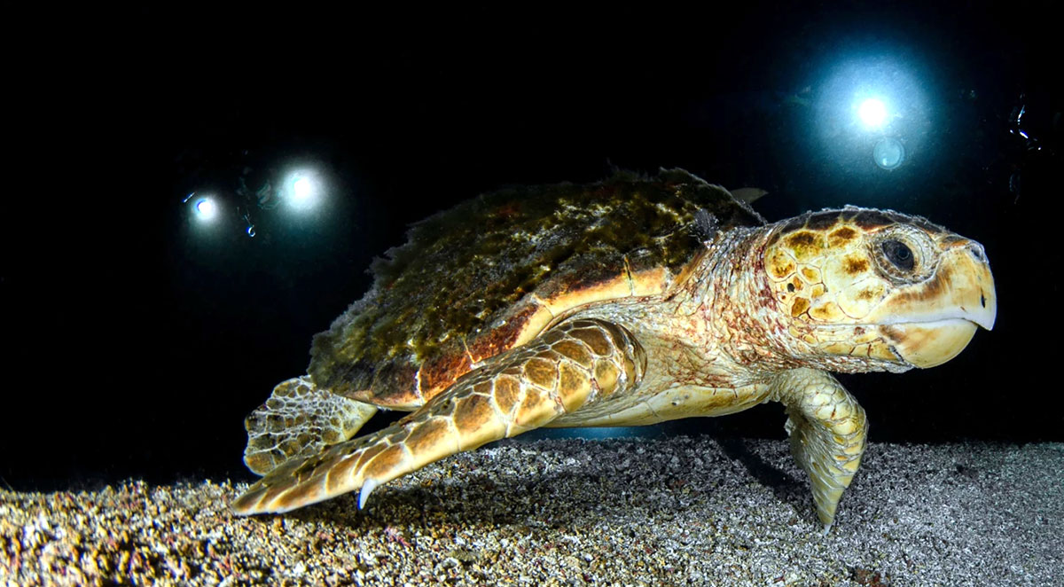 Sea Turtle Conservancy Launches Grant Program to Reduce Harmful Beachfront Lighting in Brevard County