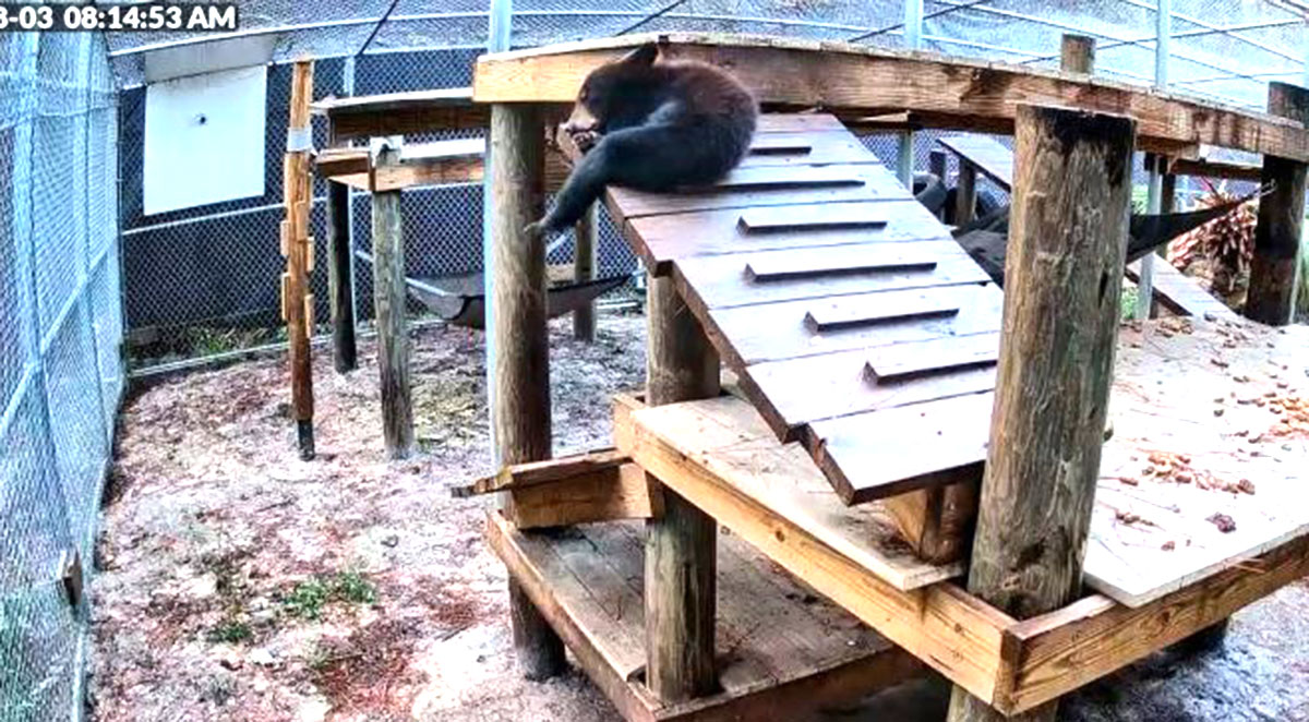 ‘Avocado’ the Florida Black Bear Cub Begins Rehabilitation at Brevard Zoo
