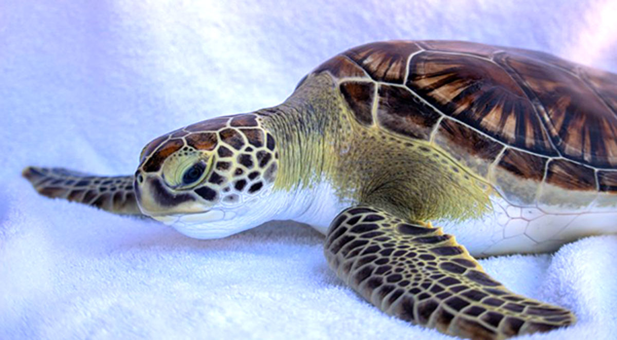 Brevard Zoo to Release Rehabilitated Sea Turtles Falafel and Julian at Paradise Beach on Thursday