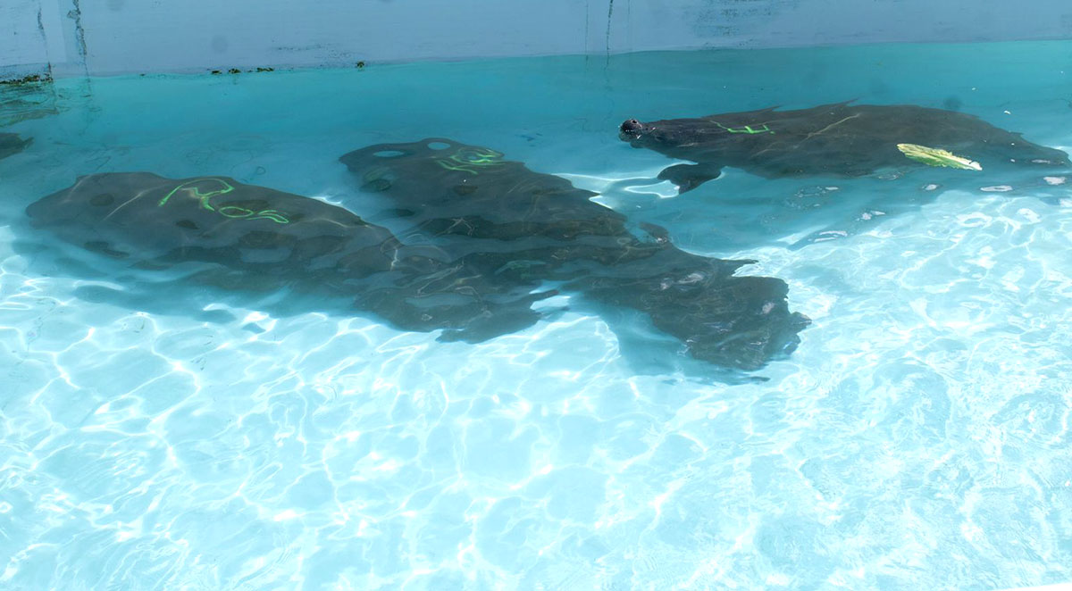 Three Rescued Manatees Arrive at Brevard Zoo for Continued Rehabilitation