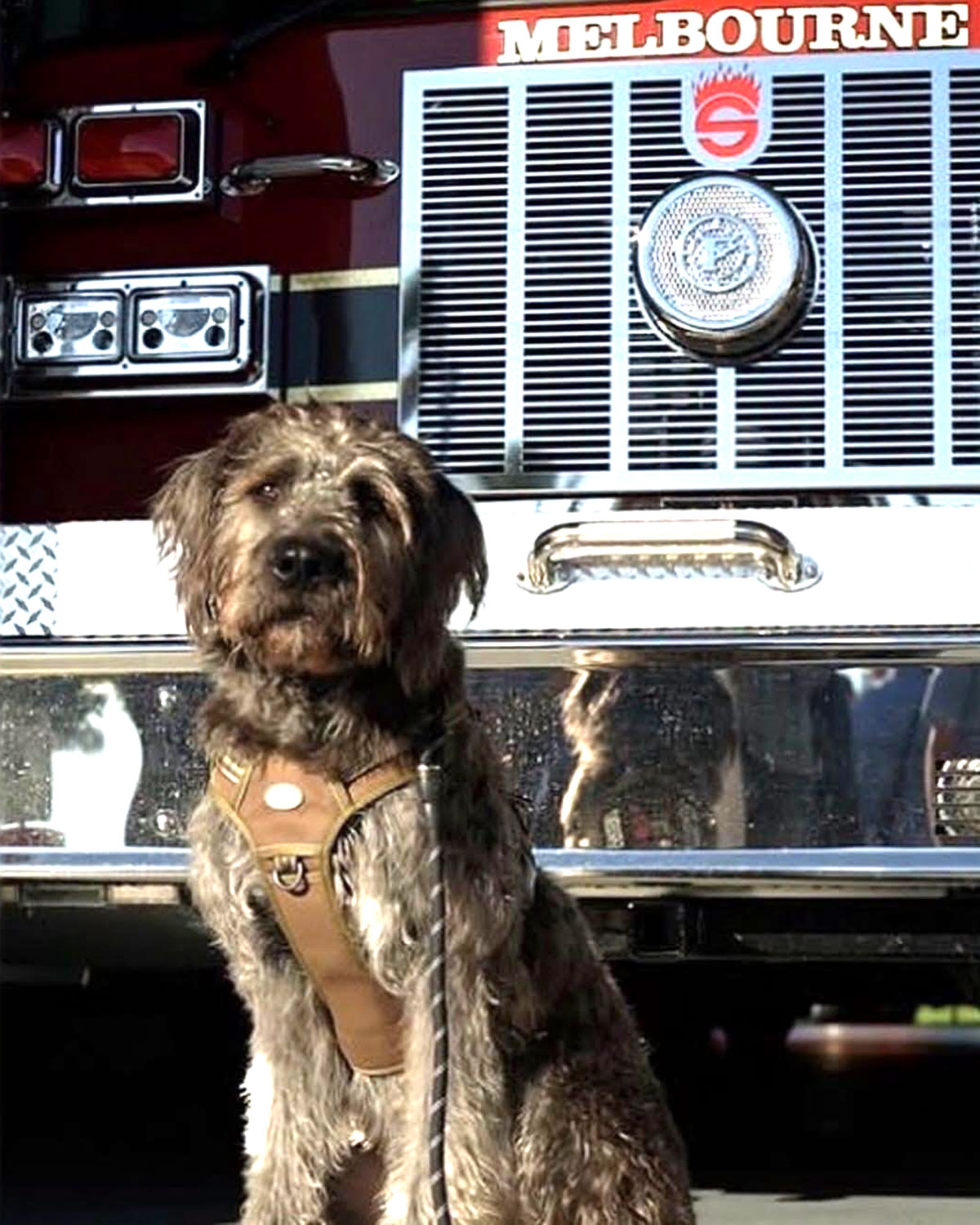 Sue Bassett Foundation Gives $6,000 to Support Melbourne Fire Therapy Dog ‘Rigs’